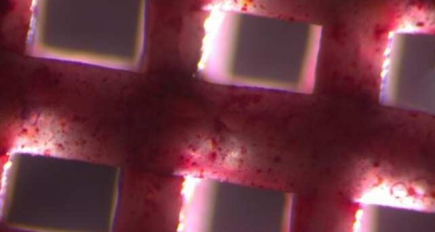 Nuevos andamios para una mejor cicatrizaci&oacute;n y regeneraci&oacute;n del tejido &oacute;seo